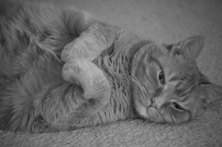tiggerの写真素材