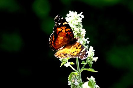 Butterflyの写真素材