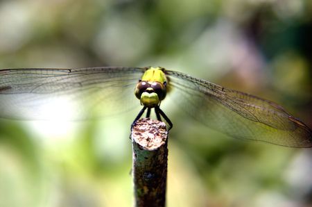 dragonfly close upの写真素材