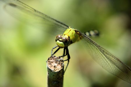 dragonfly close up 2の写真素材