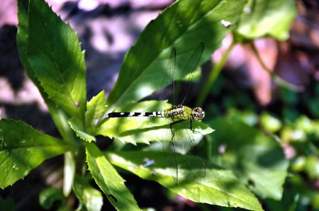 dragonflyの写真素材