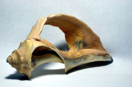 seashell 2の写真素材
