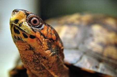 box turtle portraitの写真素材