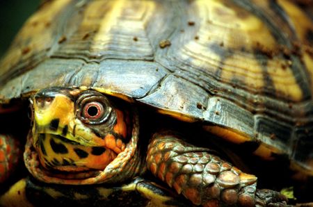 turtle close up