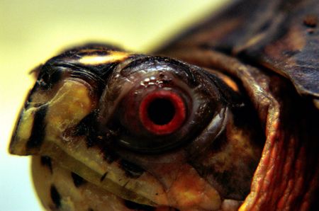 turtle face
