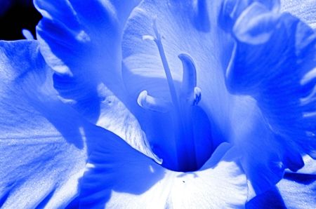 blue flowerの写真素材