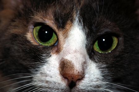calico portraitの写真素材