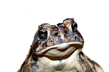 frog portraitの写真素材