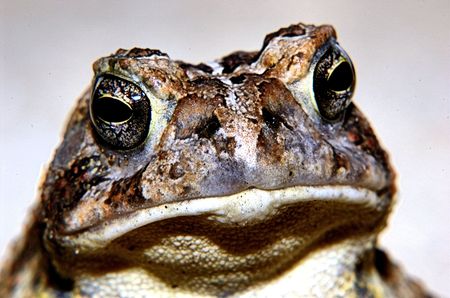 toad faceの写真素材