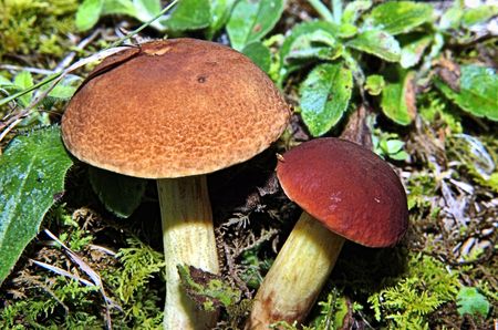 2 mushroomsの写真素材