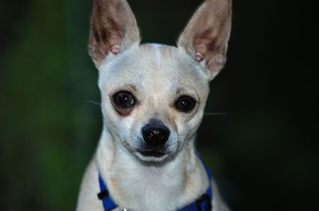 chihuahua portraitの写真素材