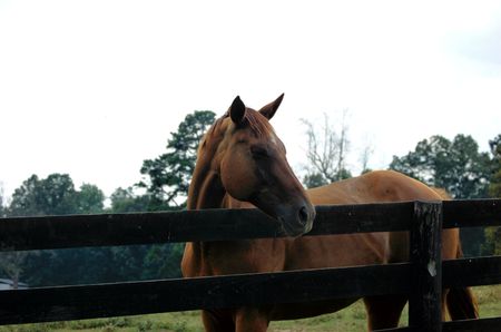 brown horseの写真素材