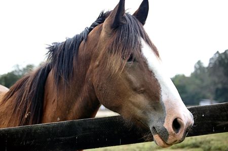 horse portraitの写真素材
