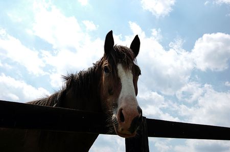 wide angle horseの写真素材