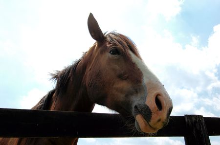 wide angle horse 2の写真素材