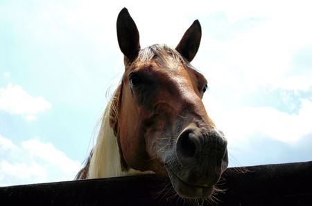 horse faceの写真素材