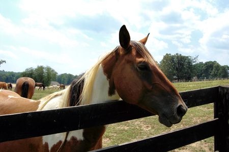 equineの写真素材
