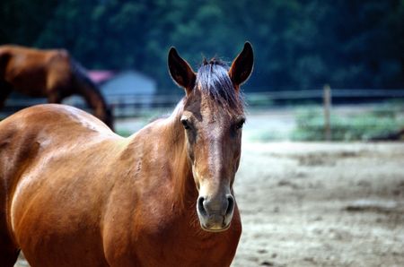 horse in fieldの写真素材