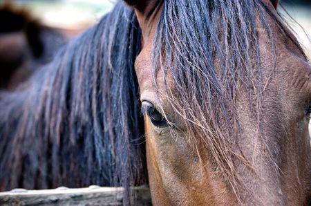 horse macroの写真素材