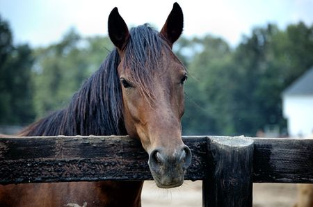 arabian horseの写真素材