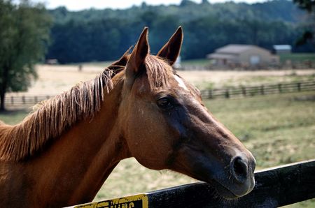 horse profileの写真素材