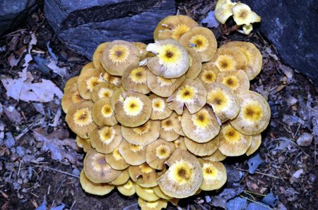 mushroom colony overheadの写真素材