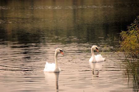 swans 2の写真素材