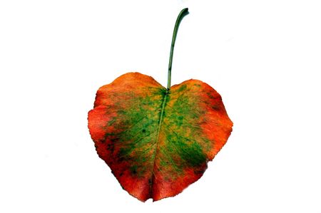 rainbow leaf 2の写真素材