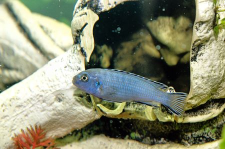 blue african cichlidの写真素材