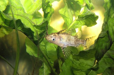 upside down catfish 2の写真素材