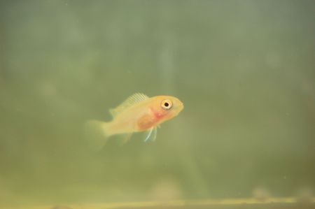 baby fishの写真素材