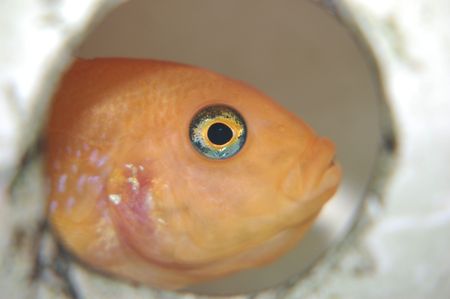 pregnant red zebraの写真素材