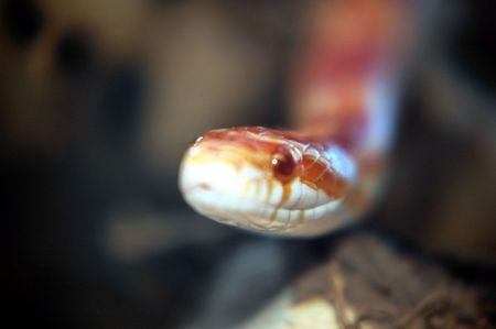 corn snake portrait
