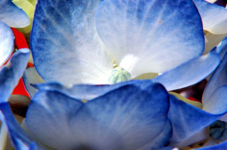 hydrangea macroの写真素材