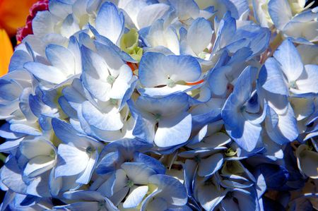 hydrangea close upの写真素材