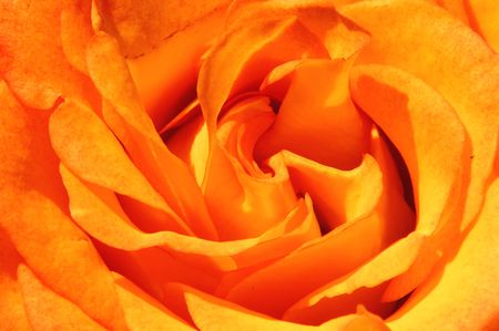 rose macroの写真素材
