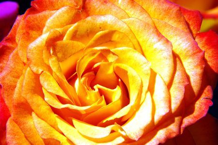 red-orange roseの写真素材