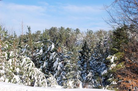 winter pine groveの写真素材