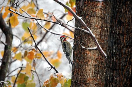 woodpeckerの写真素材