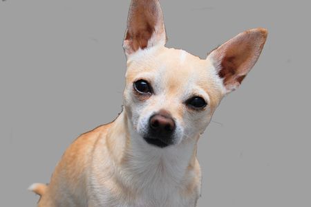 chihuahua isolationの写真素材