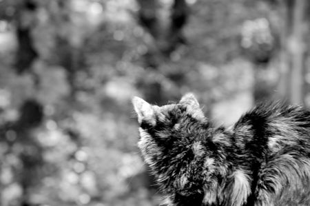 calico cornerの写真素材