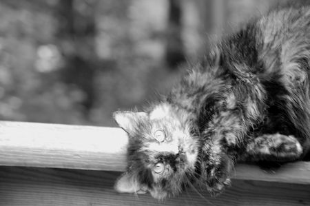 cat poseの写真素材
