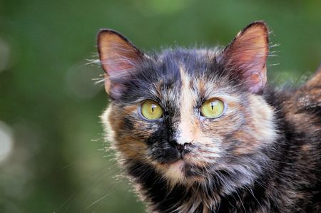 calico portraitの写真素材