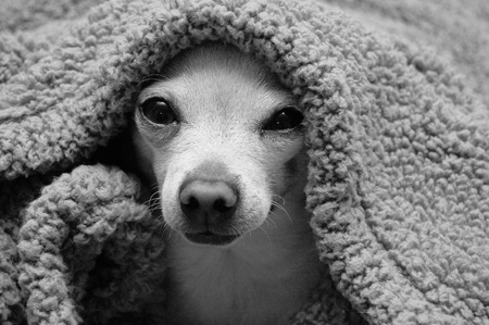 black and white chihuahuaの写真素材