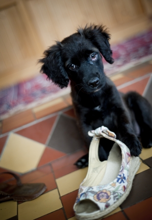 Cute dog is playingの写真素材