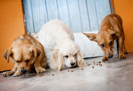 Cute dogs are eating dog food.の写真素材