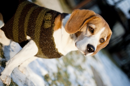 Cute dog is playing outsideの写真素材