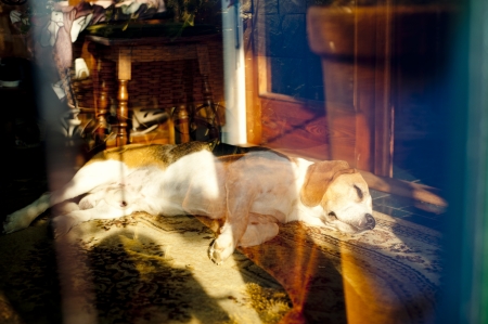 Cute dog is having a rest indoorsの写真素材