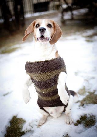 Cute dog is playing outsideの写真素材