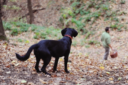 Black dog is in autumn forest at muschroom picking.の写真素材